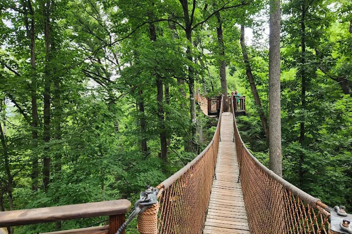 Anakeesta Treetop Skywalk through the forest canopy
